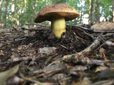 Boletus subluridellus image