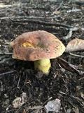 Boletus subluridellus image