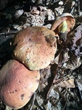 Boletus subluridellus image