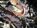 Boletus subluridellus image