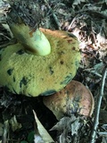Boletus subluridellus image