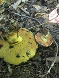Boletus subluridellus image