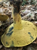 Boletus subluridellus image