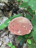 Boletus subluridellus image