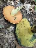 Boletus subluridellus image