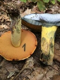 Boletus subluridellus image