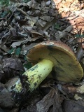 Boletus subluridellus image