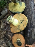 Boletus subluridellus image