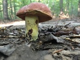 Boletus subluridellus image