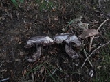 Tylopilus alboater image