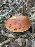 Boletus subluridellus image