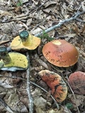 Boletus subluridellus image
