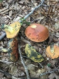 Boletus subluridellus image