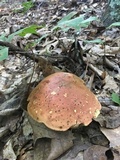 Boletus subluridellus image