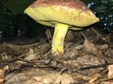 Boletus subluridellus image
