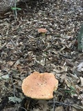 Boletus subluridellus image