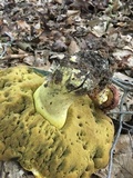Boletus subluridellus image