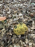 Boletus subluridellus image