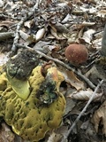Boletus subluridellus image
