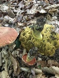 Boletus subluridellus image