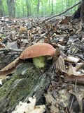 Boletus subluridellus image