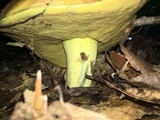 Boletus subluridellus image