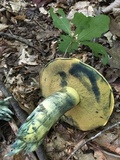 Boletus subluridellus image