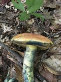 Boletus subluridellus image