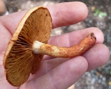Cortinarius bolaris image