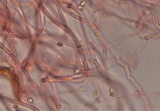 Abortiporus biennis image