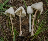 Leucocoprinus cepistipes image