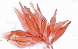Leucocoprinus cepistipes image