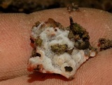 Rigidoporus sanguinolentus image
