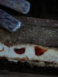 Rigidoporus sanguinolentus image