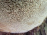 Pyrofomes juniperinus image