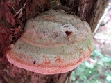 Pyrofomes juniperinus image