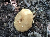 Phylloporus rhodoxanthus image