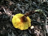 Phylloporus rhodoxanthus image