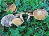 Inocybe pusio image