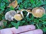 Inocybe pusio image