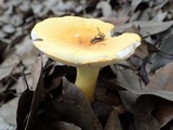 Russula flavida image