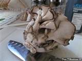 Grifola frondosa image