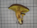 Phylloporus bellus image