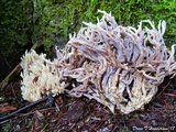 Clavulina cinerea image