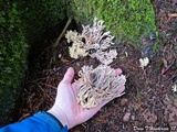 Clavulina cinerea image