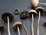 Panaeolus fimicola image