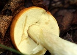 Leccinum longicurvipes image