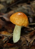 Leccinum longicurvipes image