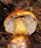 Cortinarius corrugatus image