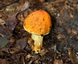 Cortinarius corrugatus image